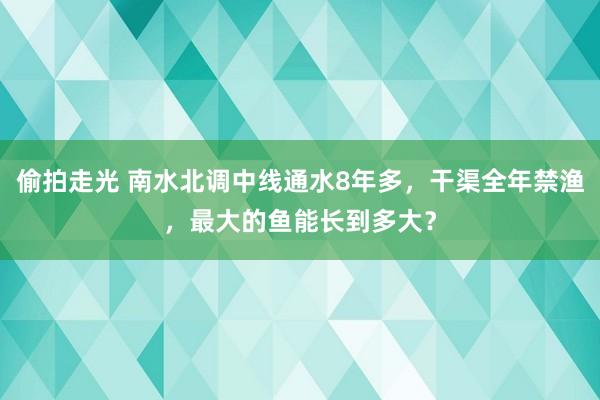 偷拍走光 南水北调中线通水8年多，干渠全年禁渔，最大的鱼能长到多大？