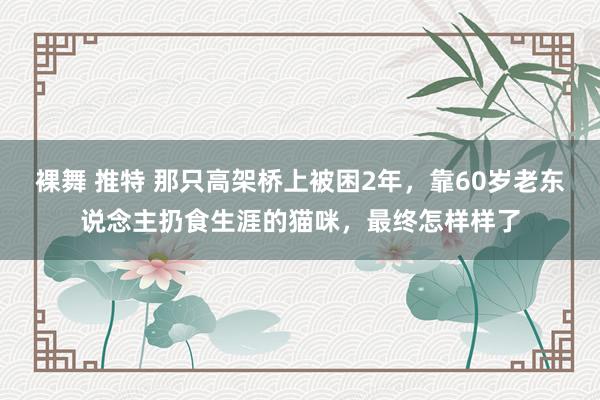 裸舞 推特 那只高架桥上被困2年，靠60岁老东说念主扔食生涯的猫咪，最终怎样样了